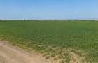 TEREN 15.000 MP LA 10 KM DE CRAIOVA-COMUNA MISCHII - 4