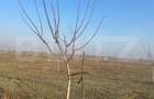 Ferma de nuci - teren agricol, zona Ivesti - 11