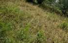 Teren intravilan de vanzare, 26.000 mp, Bulz, Bihor,Gaminvest,V4693 - 6