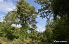 Casa demolabila in sat Gheorghieni (com Feleacu) teren 1547mp intravilan