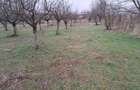 Teren intravilan 3000 mp/Cadastru - 11