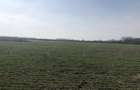 Teren intravilan Ordoreanu -Clinceni - 4