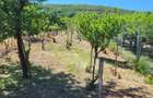 Vie si colna de vanzare - 5