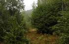 Proprietate rara in inima Retezatului 5.700 mp teren intravilan - 17