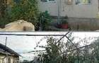 Casa si teren Zalhanaua, ID: R3121873 - 4