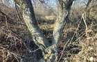 Teren 1500 mp teren Focsani-45 euro/mp - 24