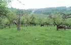 Teren extravilan de 72000 mp, în Boțești - 4