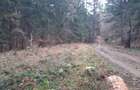 Teren forestier 2.500 mp, Vadurele comuna Alexandru cel Bun, jud. Neamț - 4