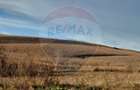 Teren extravilan 800 mp com. Secuieni, jud. Bacau - 5