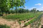 Casă cu 8 camere cu Teren 8300 Mp în Sânlazăr - 8