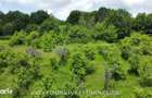 TEREN 19.822 MP, CADRU NATURAL MINUNAT - 7