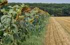 Teren agricol extravilan de 4500 mp, în Moara Vlăsiei - 3