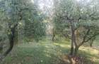 Casă cu 3 camere cu Teren 1840 Mp în Central - 4