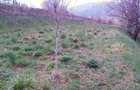 Teren de 2000 mp, în Alexandru cel Bun - 2