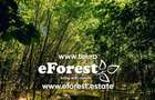 Loturi de la 720 mp, intre 2 paduri, eForest, acces asfaltat din DN1A - 3