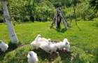 Casă individuală cu 3 camere cu Canalizare în Boteni - 16