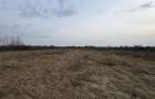 Teren intravilan 10.000 mp plan | Utilita?i in apropiere - Merisor (Maramures) - 1