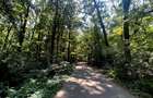Teren de Vis pe malul lacului Snagov / 4000 mp in inima Naturii /40 m - 6