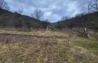 Teren de vanzare intravilan, 10 000 Mp , Sighisoara - 6