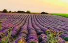 De vanzare plantatie de lavanda - 1
