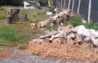 Casa 2 camere in Zam - ID : RH-38533-property - 2