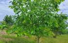 Negresti Oas, Satu Mare Teren 34000 mp - 3