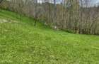 Teren extravilan in Brebu(Pietriceaua)--9104mp--50.000e - 13