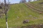 Coliba plus 2 hectare de pamant - 4
