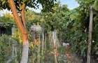 Casă individuală cu 5 camere cu Canalizare în Fratelia - 4