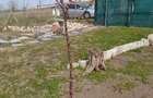 Vând teren intravilan în comuna Peștera, județul Constanța - 4