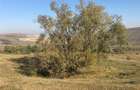 Vanzare teren intarvilan - 2