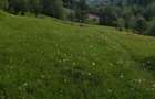 De vanzare teren 6500 m2 in sat Magura jud brasov la principala - 1