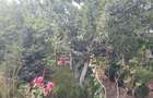 PROPRIETAR: Vila 5 Camere Pantelimon | P+1 (210 mp) + M | Oportunitate - 15