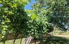 Casă cu 3 camere cu Teren 2000 Mp în Malu Vânăt - 11
