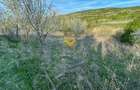 Teren agricol de 5500 mp, în Sopor - 6