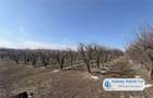 Antony Estate | Oportunitate de investitie, Ferma Padurea Galbena - Cehal, Marghita - 4