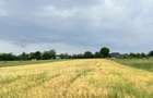 TEREN INTRAVILAN DE VANZARE ALESD BIHOR - 4