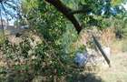 Casă cu 3 camere cu Canalizare în Bolintin-Deal - 8