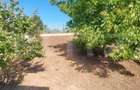 Casa 4 camere, 200 mp, 1050 mp teren, zona Ciurbesti - 8