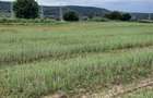 Teren agricol de 4900 mp, în Boldești - 6