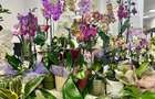 Se vinde Florarie complet amenajata, gata de lucru - Bv. Dimitrie Cantemir, Sector 4, Bucuresti - 1