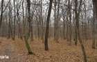 Padure 9 ha. Negresti - Vaslui