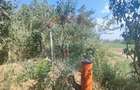 Loc de casa si teren cultivat cu vita de vie 1,28 Ha Sant... - 15