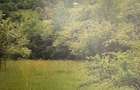 Teren de Vanzare - 4 hectare. Gusterita - Sibiu - 1