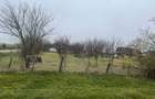 Vand teren intravilan - 2
