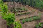 Urgent! Proprietar vând casă în CORABIA la preț negociabil. - 11