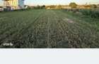 Vand teren corbu 5000m2 23 - 2