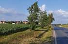 SE VINDE TEREN 5000 MP INTRAVILAN, MIXT CU DESCHIDERE LA DJ101 DE 42m - 5