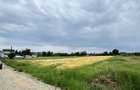 TEREN INTRAVILAN DE VANZARE ALESD BIHOR - 3