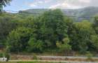 Casa de caramida la rosu, 3765mp teren intravilan, Valea Ariesului, AB - 6